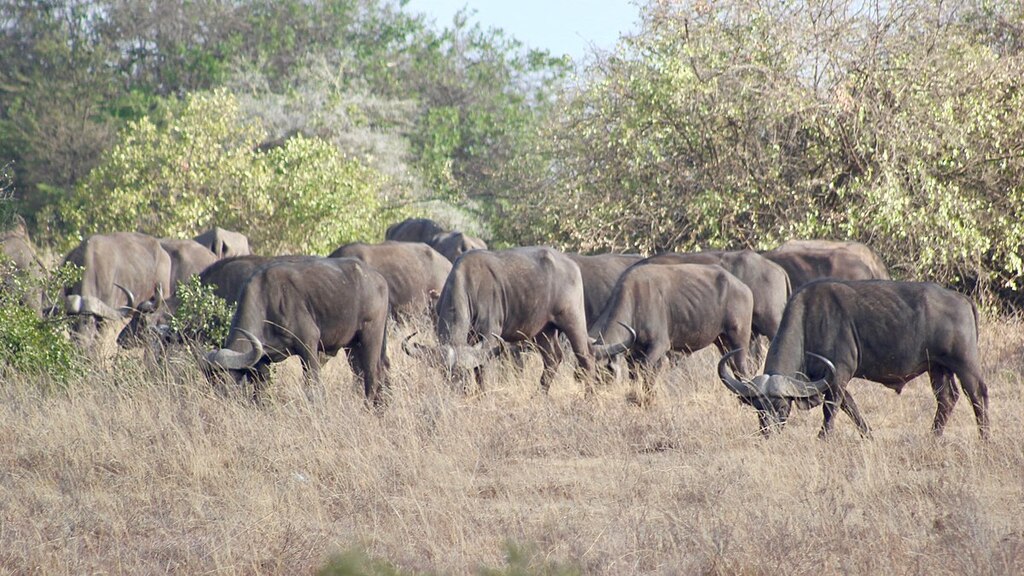 Herd of buffalos