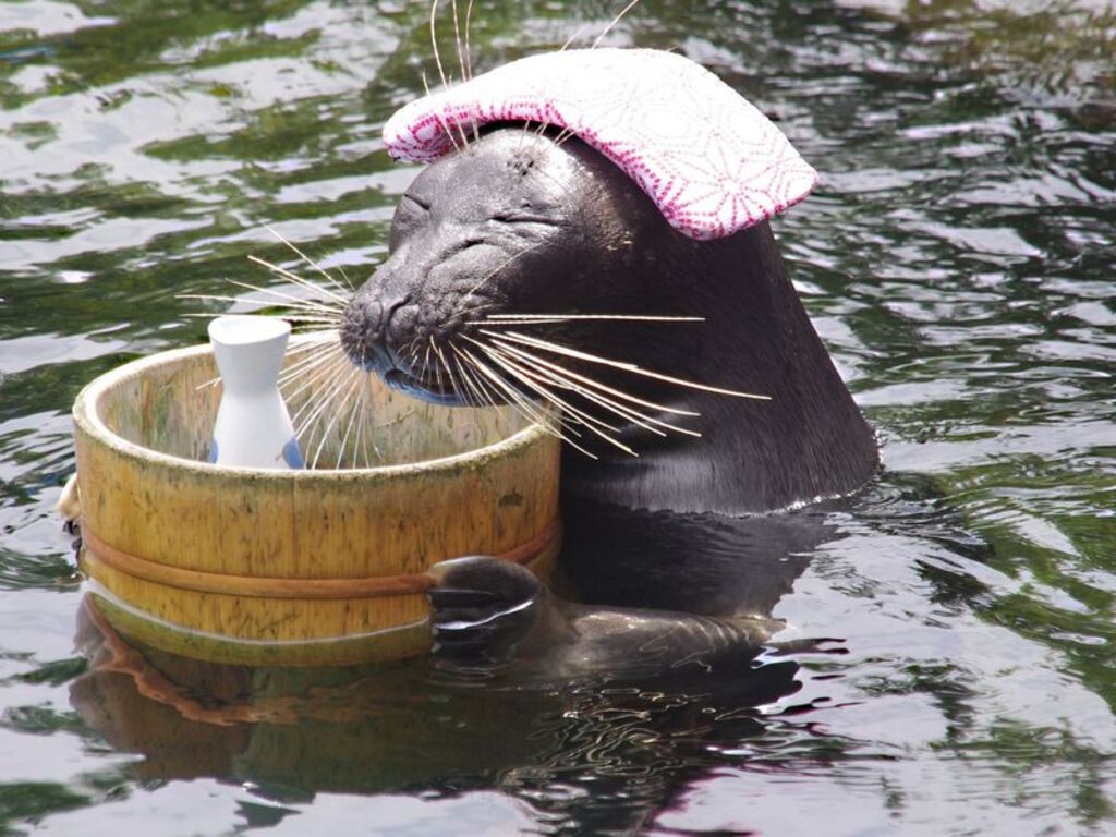 Billy the seal