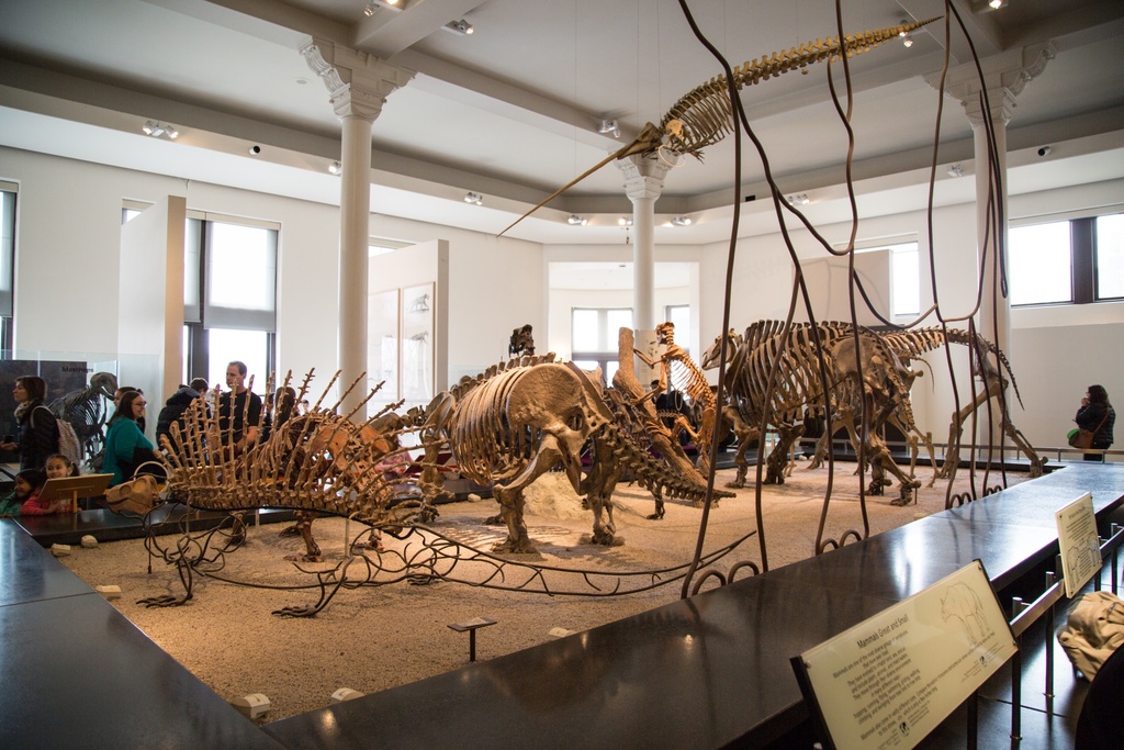 Museum in America