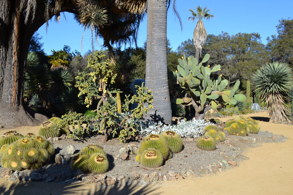 Arizona Cactus Garden at Stanford University