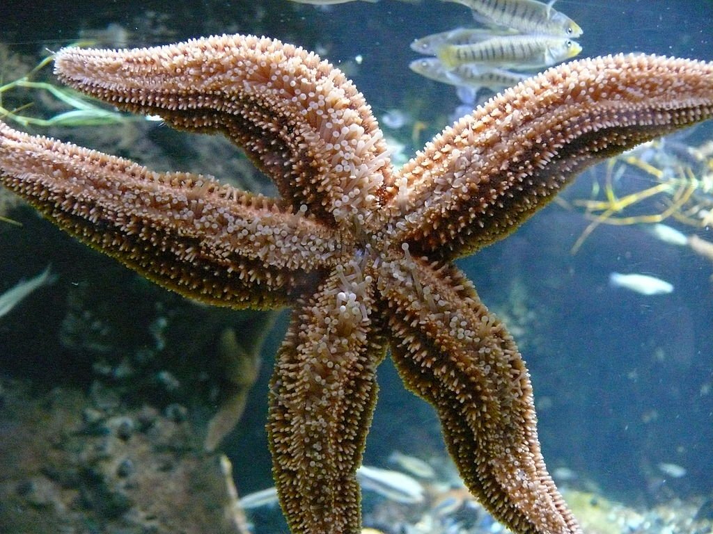 Starfish Underside New England Aquarium Boston