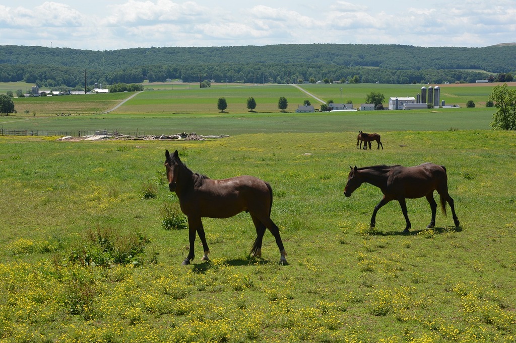 Horse Farm Pony