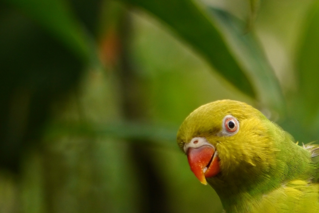 Tropical Butterfly House, Wildlife & Falconry Centre