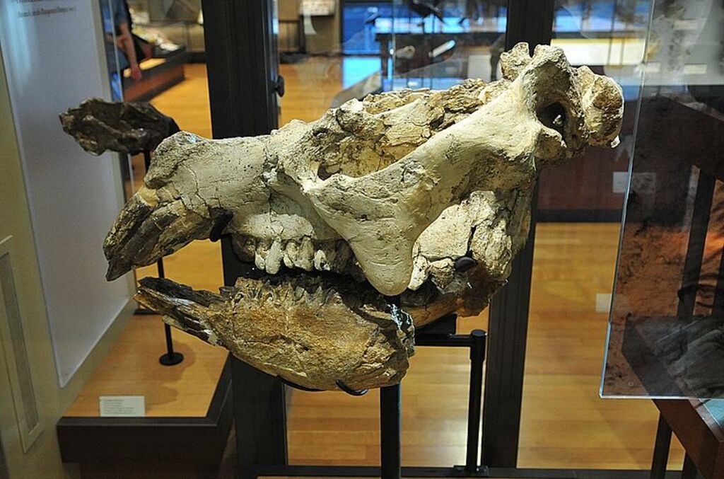 Beneski Museum of Natural History Pyrotherium
