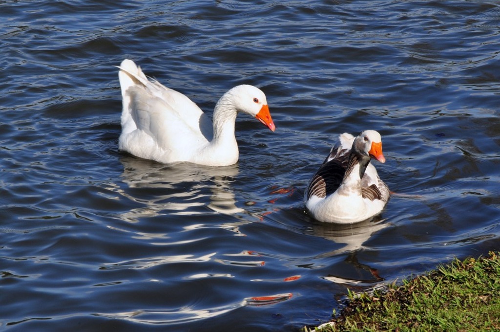 Ducks Water Lake