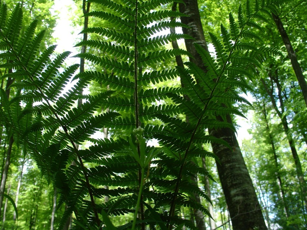 Fern forest