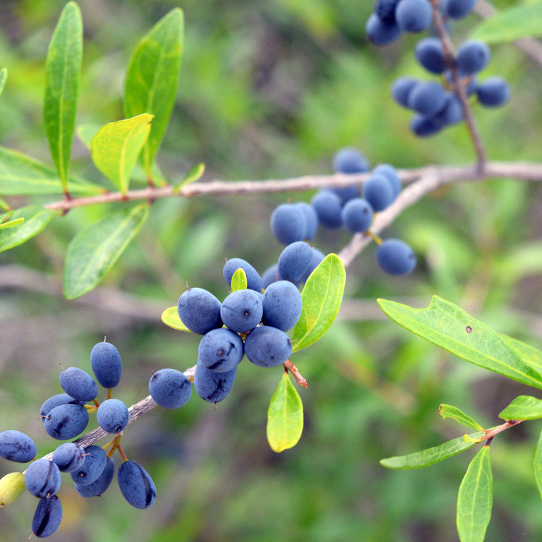 HISP - Wild Berries