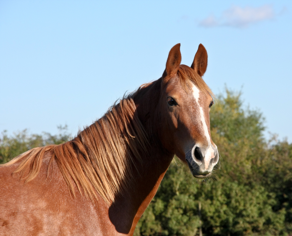 Horse in autumn sun (5089765157)