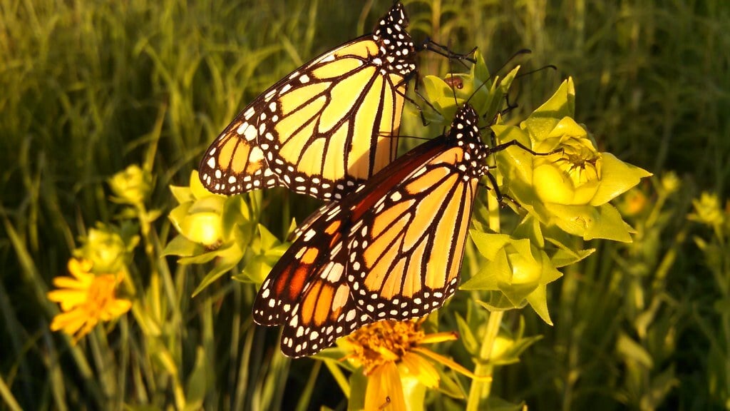 Migrating Monarch Butterflies