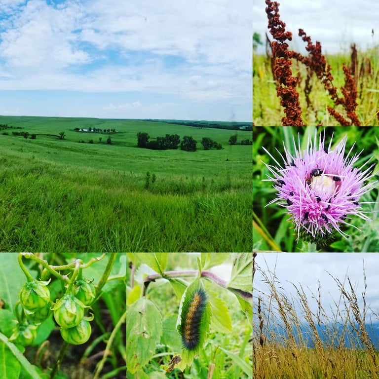 things to do in kansas | hike along the trails at tallgrass prairie national preserve
