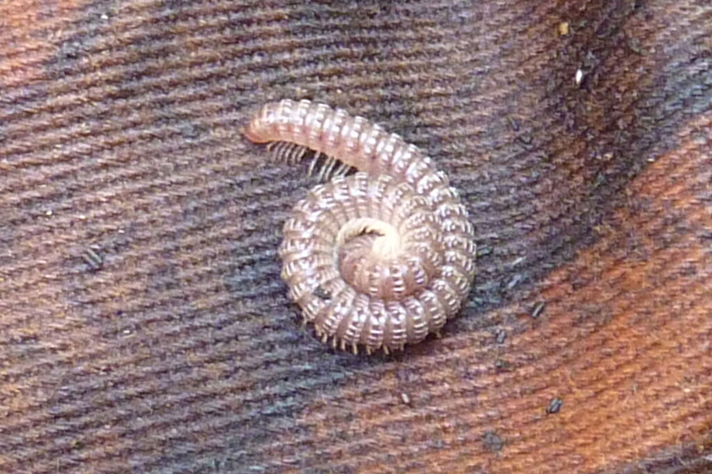Liane Levitan Park at Brook Run in Dunwoody, GA - millipede (10627432396)