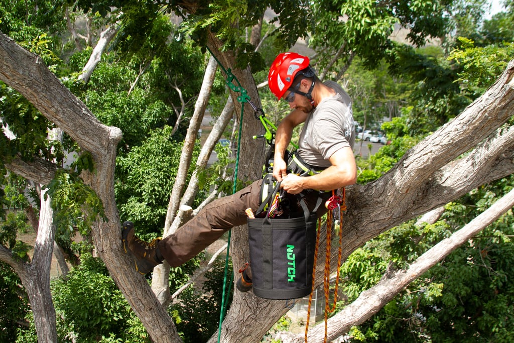 Tree Climbing