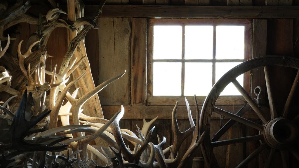 An example of an antler collection