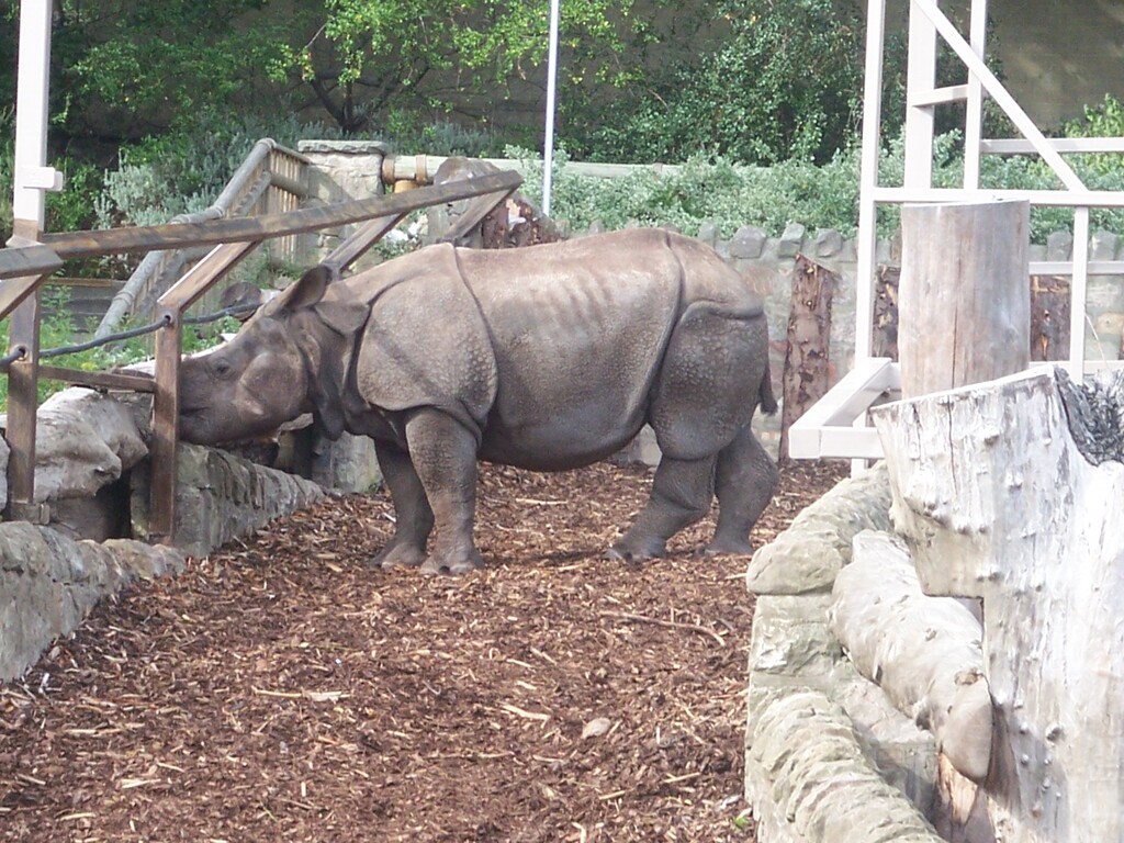 Indian Rhinoceros at Edinburgh Zoo