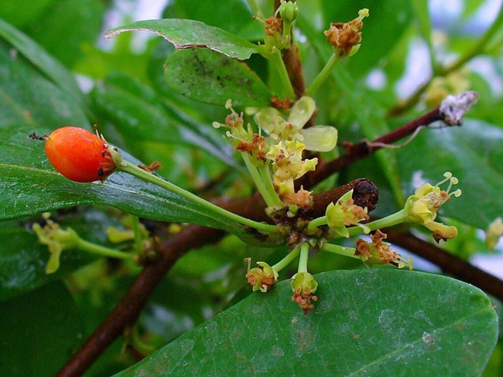 Erythroxylum coca 004