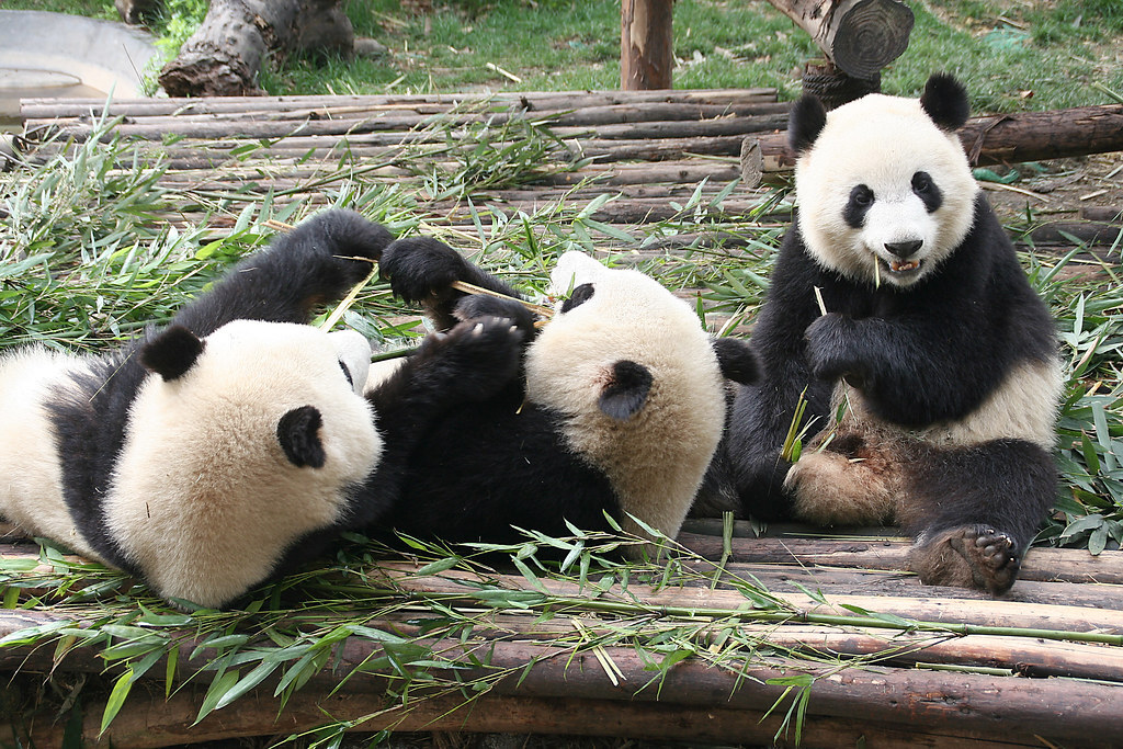 Giant Pandas, Chengdu, Sichuan april 2009  2202