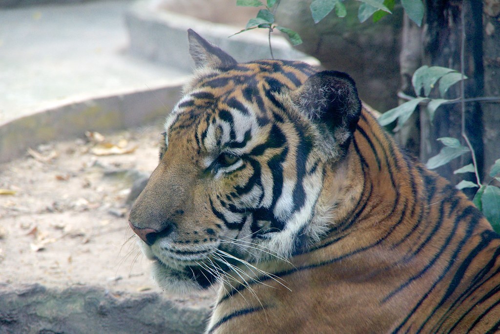 Saigon zoo and botanical gardens, HCMC, Vietnam (23454254593)