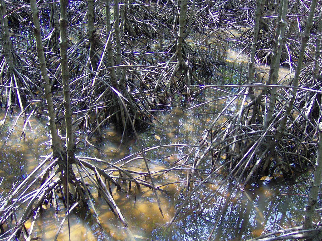 Can Gio mangrove forest