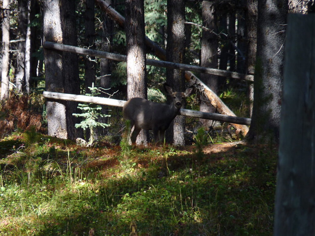 Deer - Bald Hills, Jasper