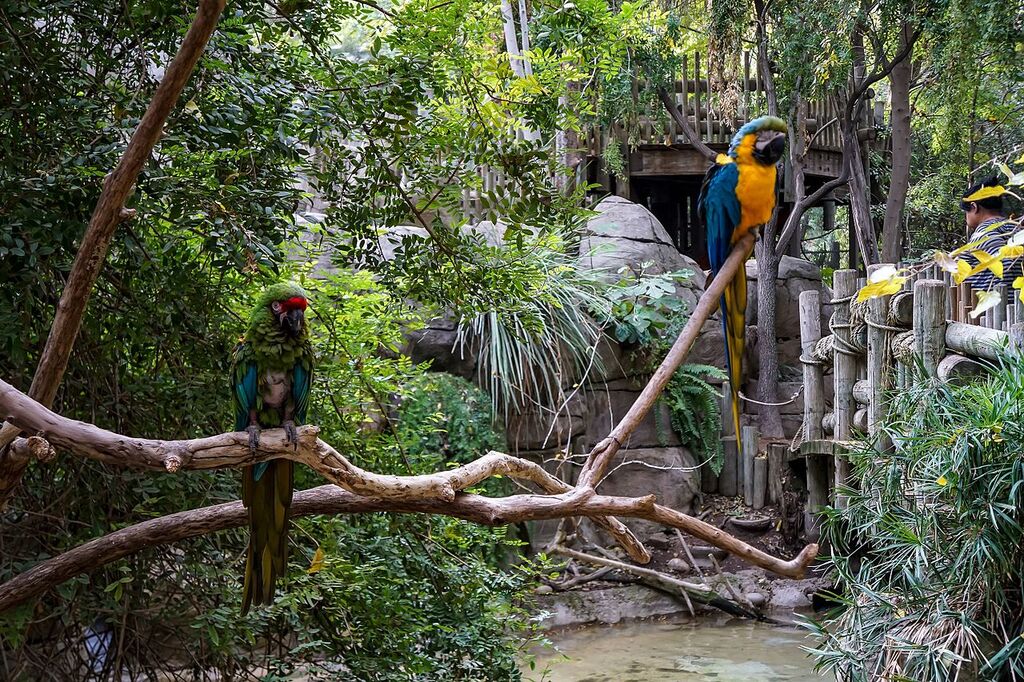 FresnoRainforest