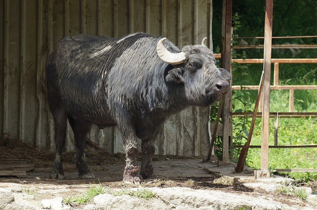 Tirana Zoo Water buffalo (OSCAL19 trip)
