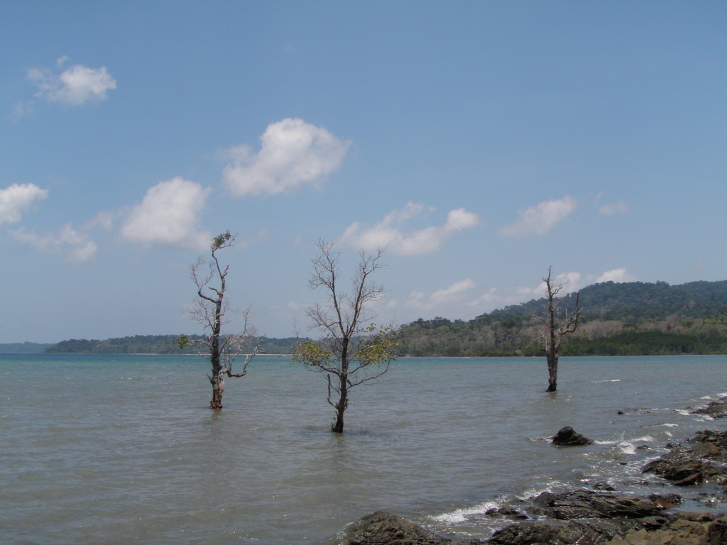 Chidiya Tapu 4180139