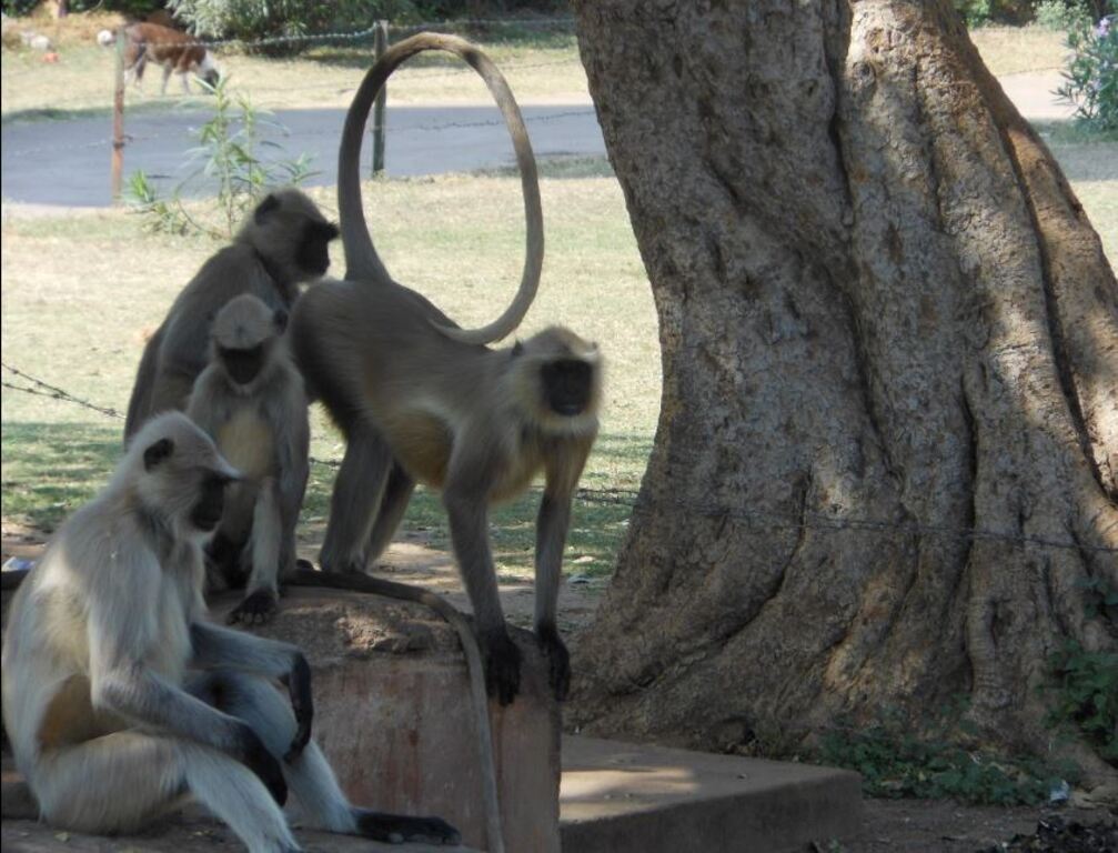 Hanuman langur - 1