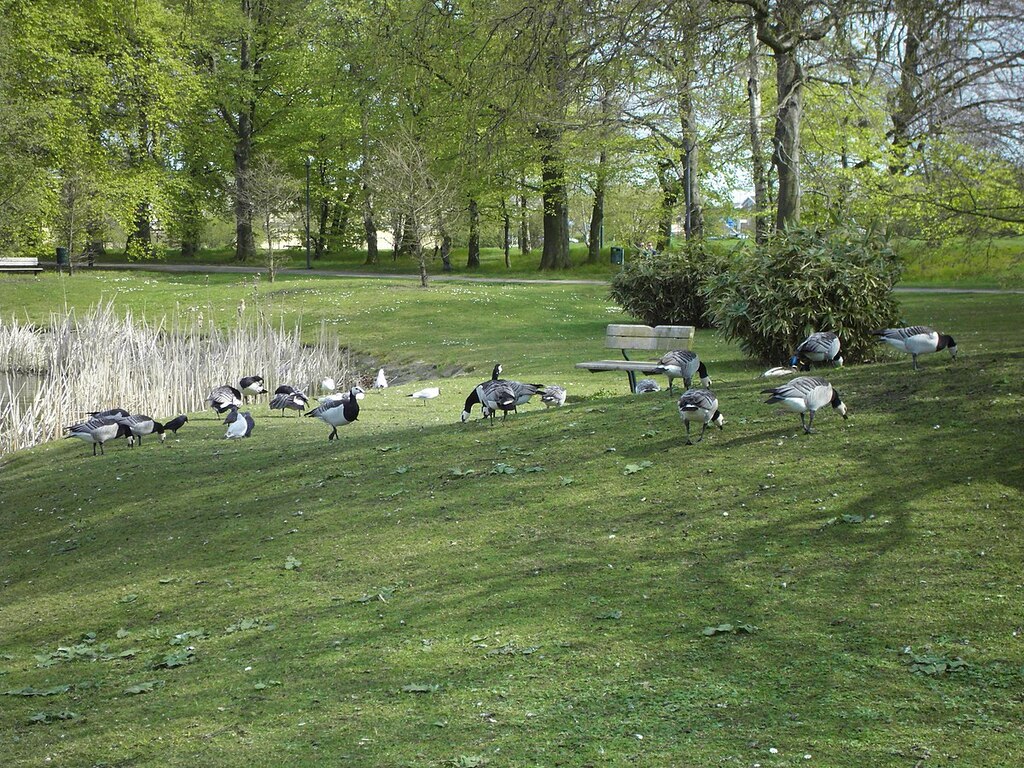 Barnacle geese, Beijer's Park, 1