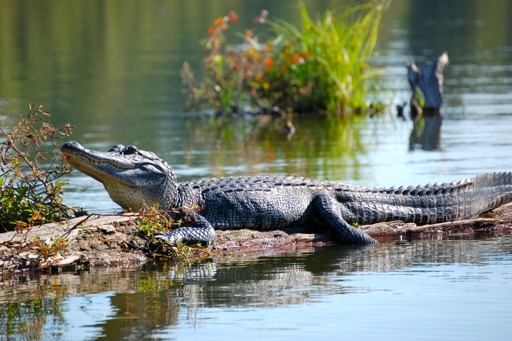 Lake Martin alligator