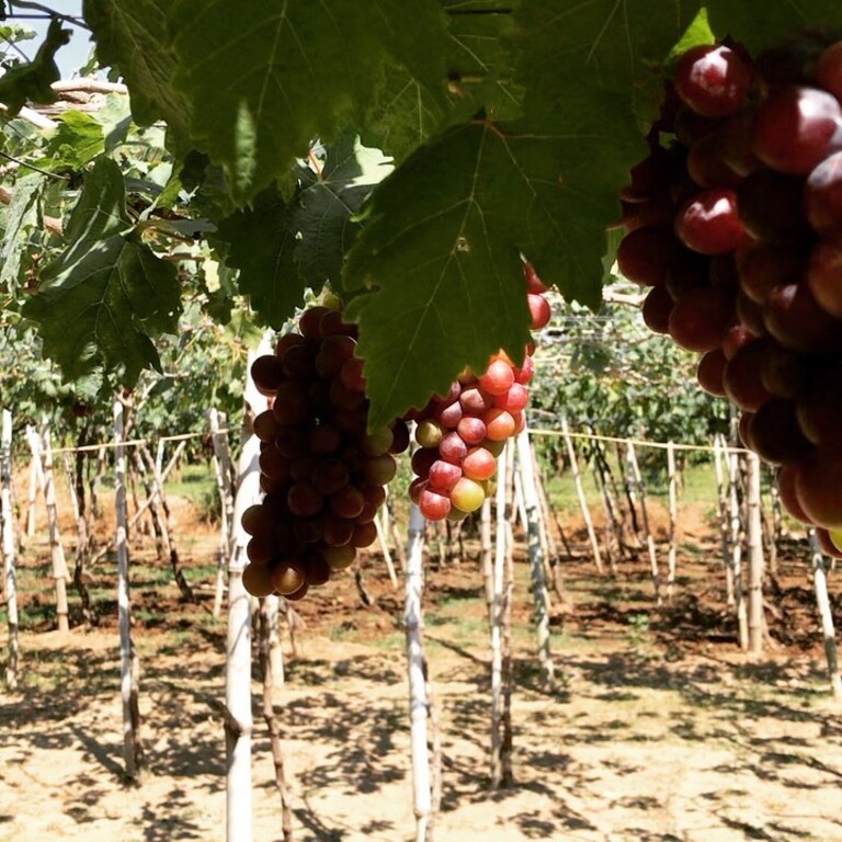 things to do in la union philippines | experience grape-picking in gapuz grapes farm