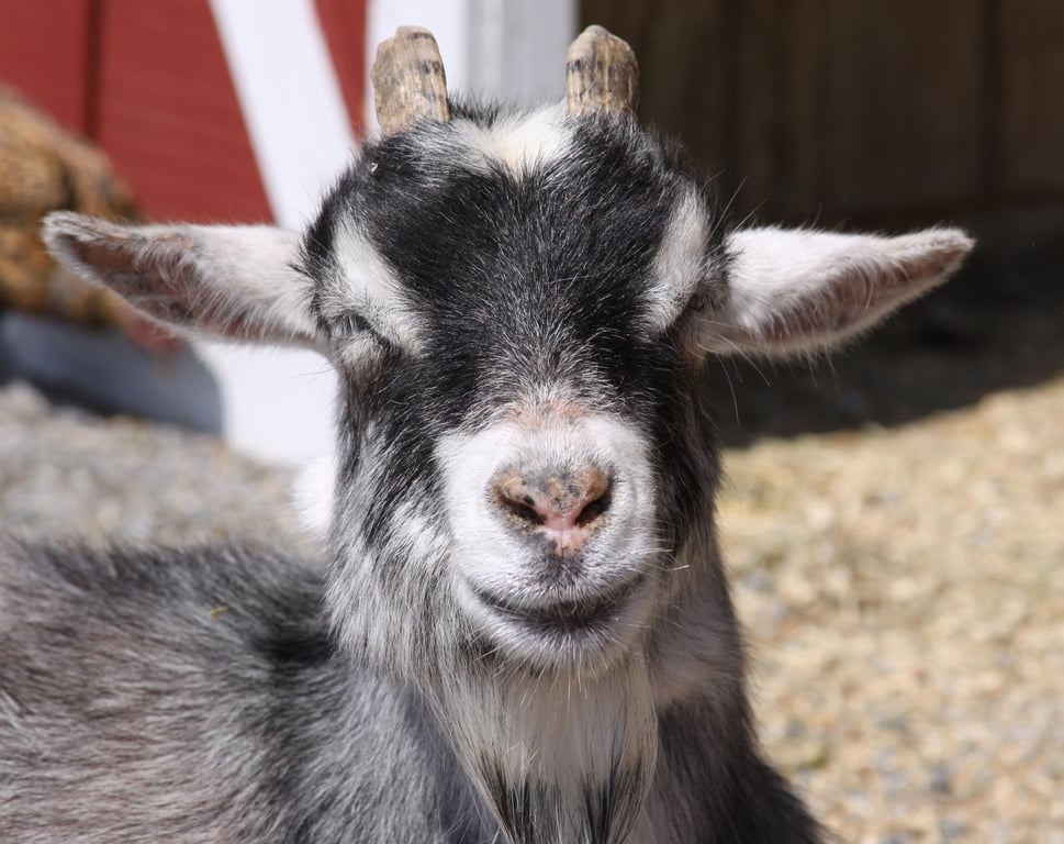 Domestic Goat {capra hirus}