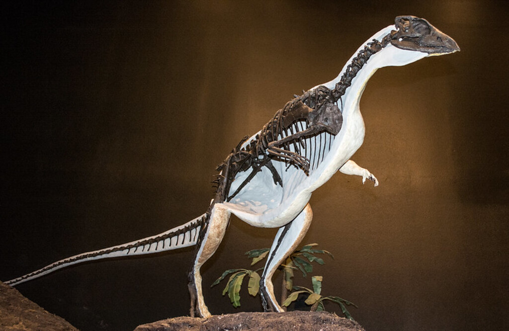 Oryctodromeus cubicularis - Museum of the Rockies