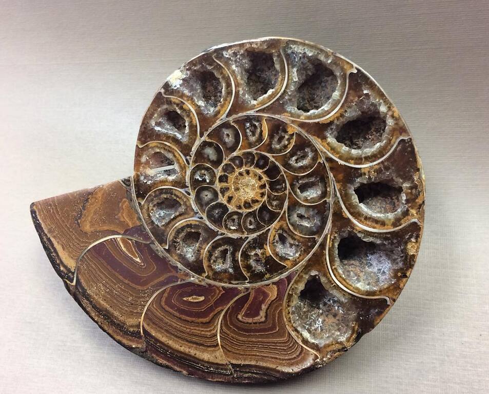 things to do in bozeman mt | discover a wide variety of rocks, jewelry, and fossils at the earth's treasures