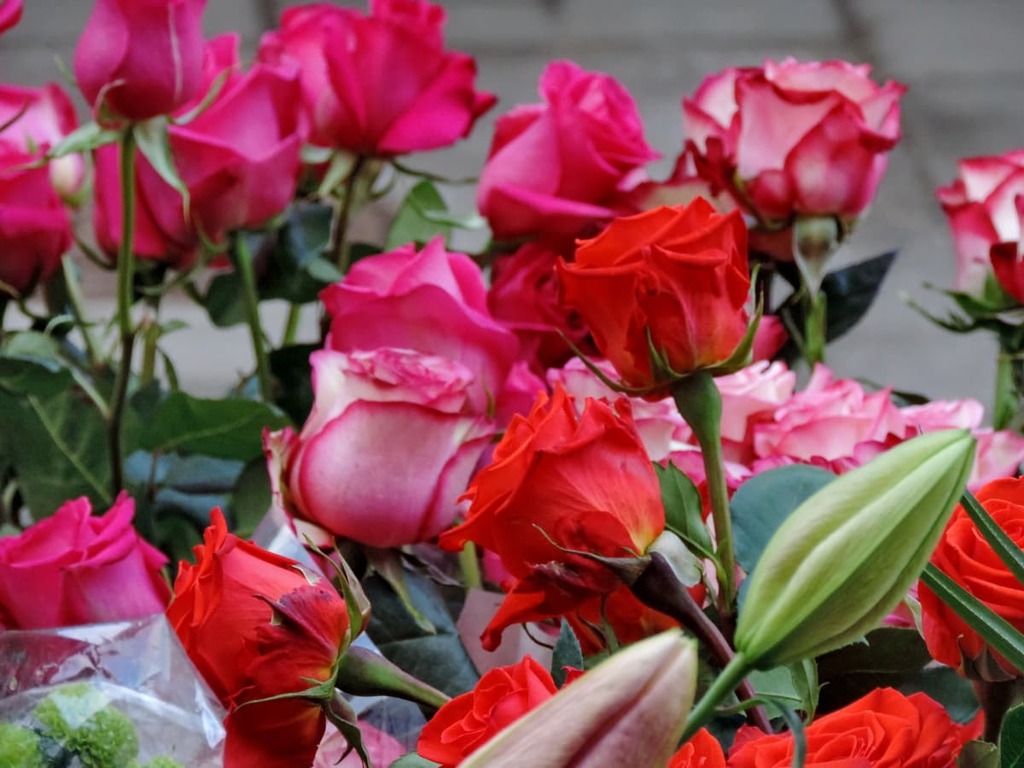 Rose garden