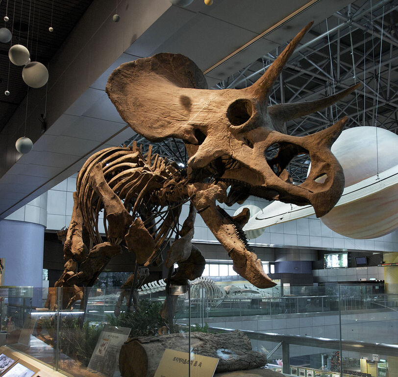 Triceratops skeleton at National Science Museum in South Korea