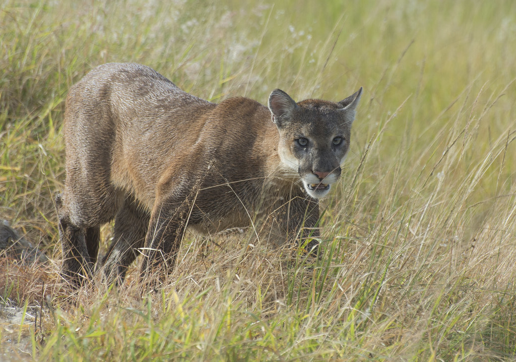 Florida Panther