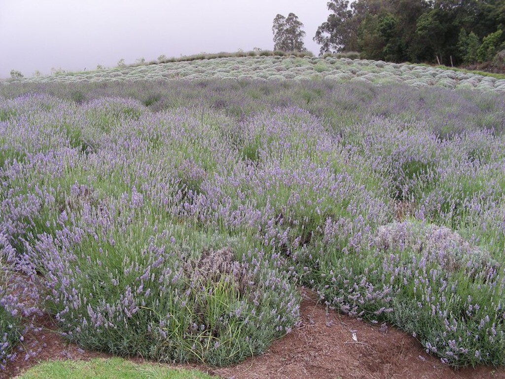 Ali'i Kula Lavender Farm (12)