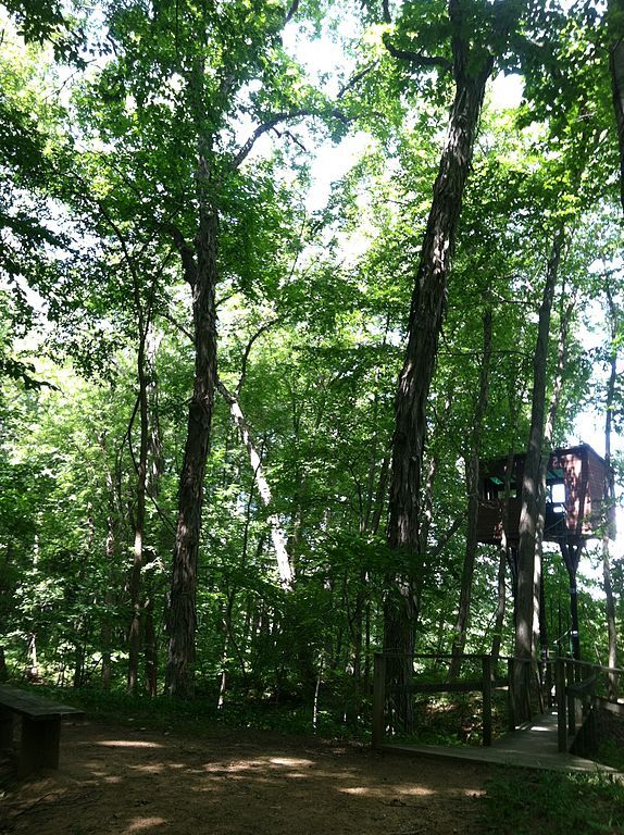 Mass Audubon's Arcadia Wildlife Sanctuary , Carya Ovata (Shagbark Hickory) - panoramio