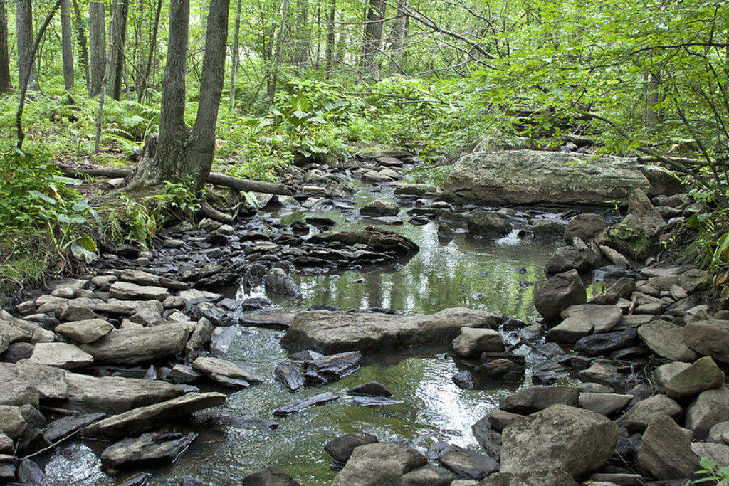 Broad Meadow Brook