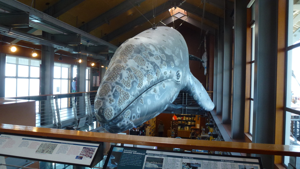 Whale figure at Ty Warner Sea Center