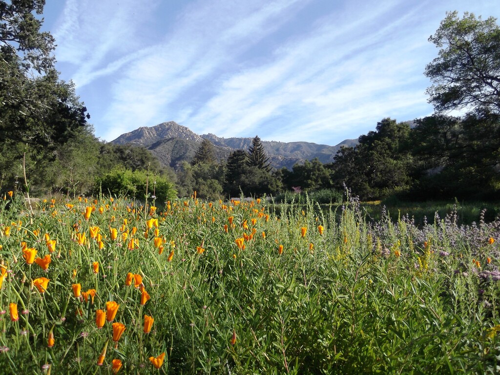 Meadow wildflowers
