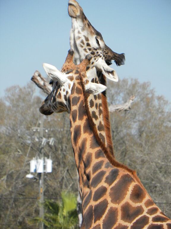 Mother and Baby Masai Giraffes