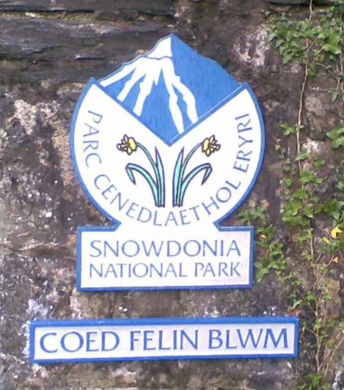 Coed Felin blwm