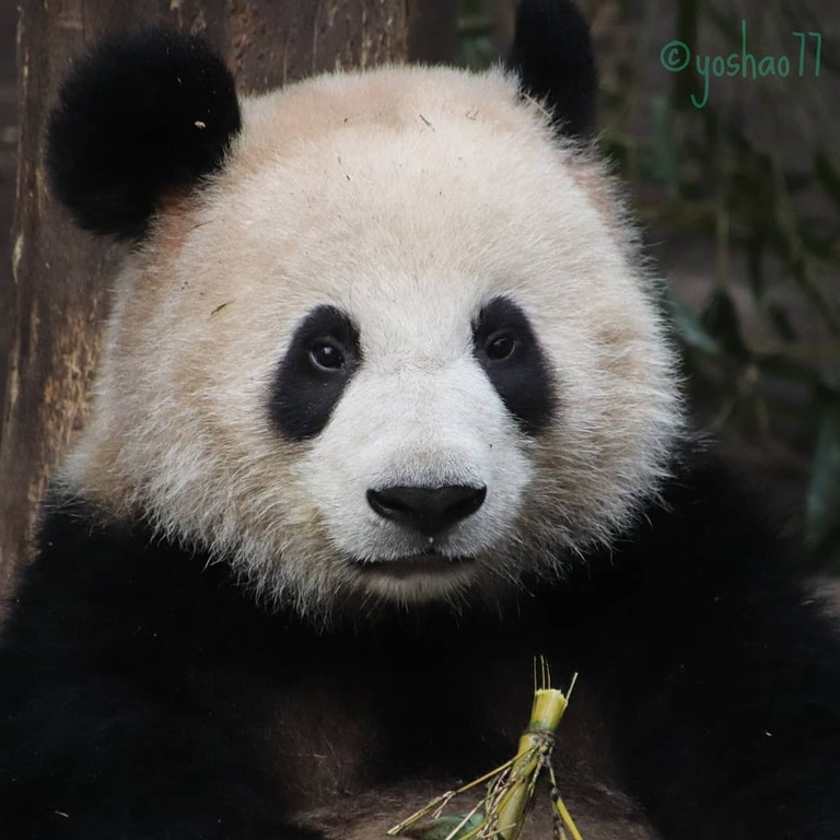 visit the endangered giant pandas at the chongqing zoo