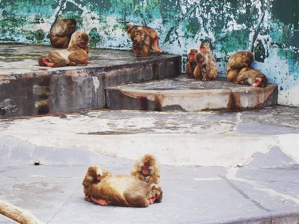 things to do in hakodate | visit the snow monkeys at hakodate tropical botanical garden