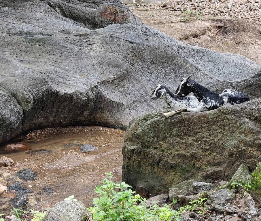 wildlife sanctuaries in jharkhand | koderma wildlife sanctuary