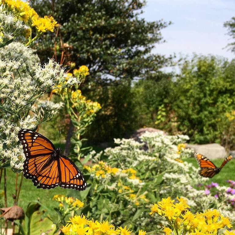 things to do in bartlett illinois | discover nature at bartlett nature center