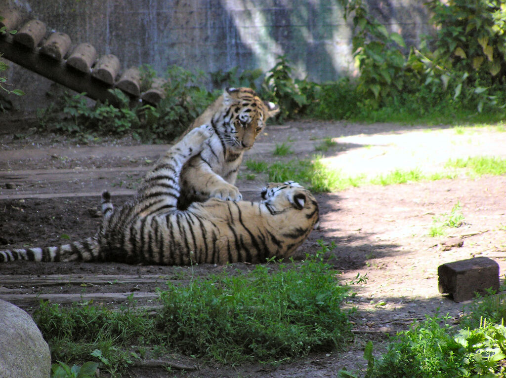 Tigerunger-Aalborg Zoo