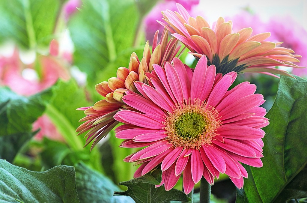 Daisy blooming at the botanical garden 