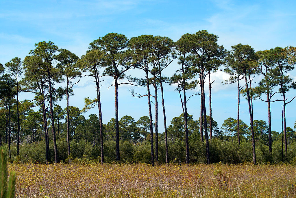 Bon Secour Wildlife Refuge